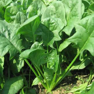 美國專家指出：菠菜是「男人的最佳食物」